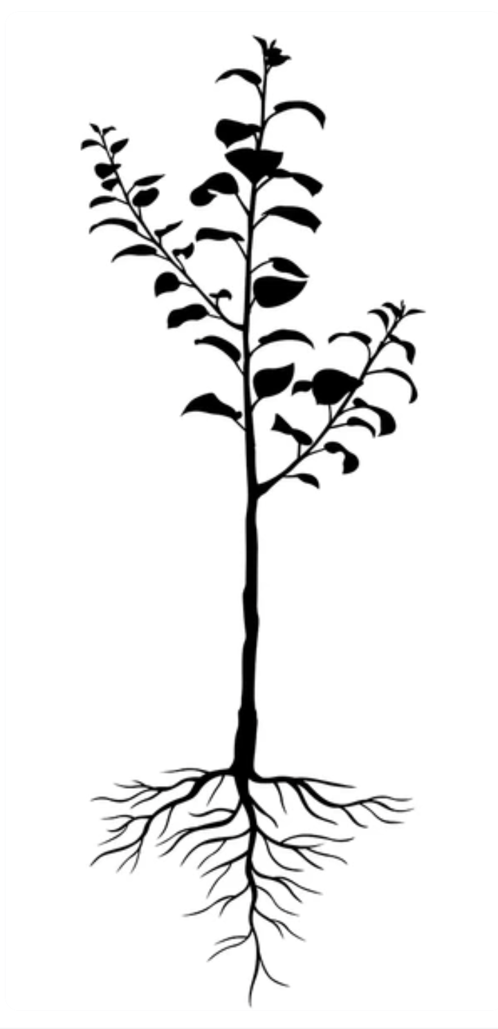 Illustration of a young tree with roots